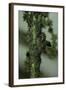 Crematogaster Scutellaris - Ants with Aphids-Paul Starosta-Framed Photographic Print