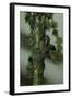 Crematogaster Scutellaris - Ants with Aphids-Paul Starosta-Framed Photographic Print