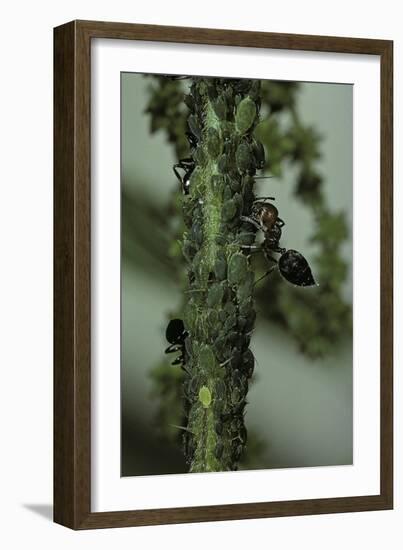 Crematogaster Scutellaris - Ants with Aphids-Paul Starosta-Framed Photographic Print