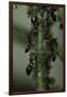 Crematogaster Scutellaris - Ants with Aphids-Paul Starosta-Framed Photographic Print