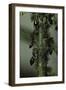 Crematogaster Scutellaris - Ants with Aphids-Paul Starosta-Framed Photographic Print