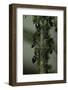 Crematogaster Scutellaris - Ants with Aphids-Paul Starosta-Framed Photographic Print