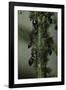 Crematogaster Scutellaris - Ants with Aphids-Paul Starosta-Framed Photographic Print