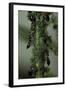 Crematogaster Scutellaris - Ants with Aphids-Paul Starosta-Framed Photographic Print