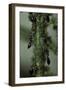 Crematogaster Scutellaris - Ants with Aphids-Paul Starosta-Framed Photographic Print