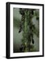 Crematogaster Scutellaris - Ants with Aphids-Paul Starosta-Framed Photographic Print