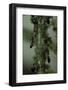 Crematogaster Scutellaris - Ants with Aphids-Paul Starosta-Framed Photographic Print