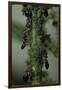 Crematogaster Scutellaris - Ants with Aphids-Paul Starosta-Framed Photographic Print