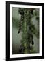 Crematogaster Scutellaris - Ants with Aphids-Paul Starosta-Framed Photographic Print