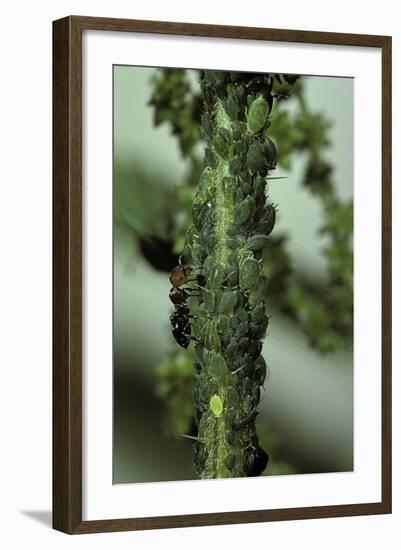 Crematogaster Scutellaris - Ants with Aphids-Paul Starosta-Framed Photographic Print