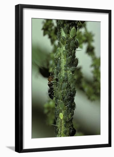 Crematogaster Scutellaris - Ants with Aphids-Paul Starosta-Framed Photographic Print