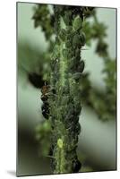 Crematogaster Scutellaris - Ants with Aphids-Paul Starosta-Mounted Photographic Print