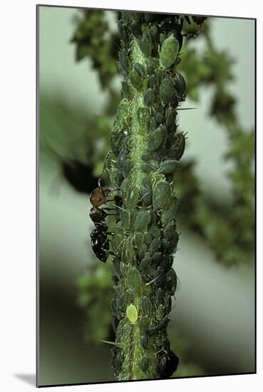 Crematogaster Scutellaris - Ants with Aphids-Paul Starosta-Mounted Photographic Print