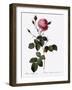 Crenate-Leaved Cabbage Rose, Rosa Centifolia Crenata-Pierre Joseph Redoute-Framed Giclee Print