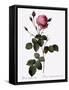 Crenate-Leaved Cabbage Rose, Rosa Centifolia Crenata-Pierre Joseph Redoute-Framed Stretched Canvas