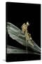 Creobroter Gemmatus (Jeweled Flower Mantis)-Paul Starosta-Stretched Canvas
