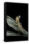 Creobroter Gemmatus (Jeweled Flower Mantis)-Paul Starosta-Framed Stretched Canvas