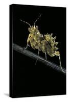 Creobroter Gemmatus (Jeweled Flower Mantis)-Paul Starosta-Stretched Canvas