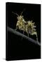 Creobroter Gemmatus (Jeweled Flower Mantis)-Paul Starosta-Stretched Canvas