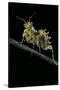 Creobroter Gemmatus (Jeweled Flower Mantis)-Paul Starosta-Stretched Canvas