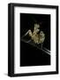 Creobroter Gemmatus (Jeweled Flower Mantis)-Paul Starosta-Framed Photographic Print