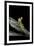 Creobroter Gemmatus (Jeweled Flower Mantis)-Paul Starosta-Framed Photographic Print