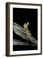 Creobroter Gemmatus (Jeweled Flower Mantis)-Paul Starosta-Framed Photographic Print