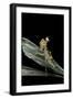 Creobroter Gemmatus (Jeweled Flower Mantis)-Paul Starosta-Framed Photographic Print