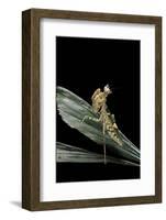 Creobroter Gemmatus (Jeweled Flower Mantis)-Paul Starosta-Framed Photographic Print