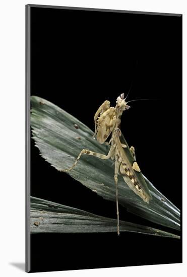 Creobroter Gemmatus (Jeweled Flower Mantis)-Paul Starosta-Mounted Photographic Print