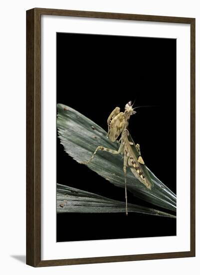 Creobroter Gemmatus (Jeweled Flower Mantis)-Paul Starosta-Framed Photographic Print