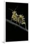 Creobroter Gemmatus (Jeweled Flower Mantis)-Paul Starosta-Framed Photographic Print