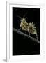 Creobroter Gemmatus (Jeweled Flower Mantis)-Paul Starosta-Framed Photographic Print