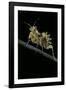 Creobroter Gemmatus (Jeweled Flower Mantis)-Paul Starosta-Framed Photographic Print