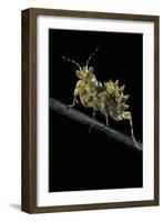 Creobroter Gemmatus (Jeweled Flower Mantis)-Paul Starosta-Framed Photographic Print