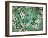 Creosote-Kari Taylor-Framed Giclee Print