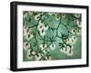 Creosote-Kari Taylor-Framed Giclee Print