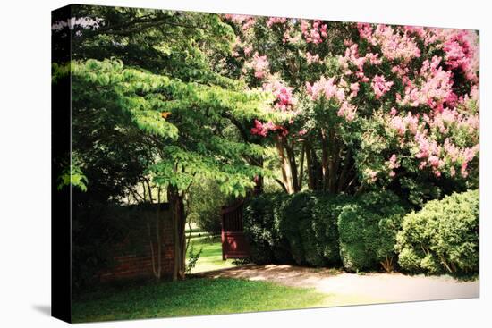 Crepe Myrtle II-Alan Hausenflock-Stretched Canvas