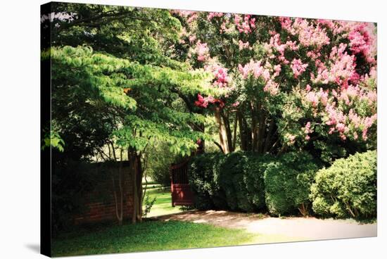 Crepe Myrtle II-Alan Hausenflock-Stretched Canvas