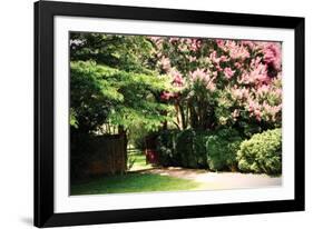 Crepe Myrtle II-Alan Hausenflock-Framed Photographic Print