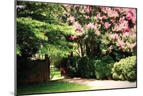 Crepe Myrtle II-Alan Hausenflock-Mounted Photographic Print