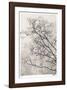 Crepe Myrtle-Donald Satterlee-Framed Giclee Print