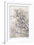 Crepe Myrtle-Donald Satterlee-Framed Giclee Print