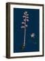 Crepis Foetida; Stinking Hawk's-Beard-null-Framed Giclee Print