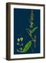 Crepis Paludosa; Marsh Hawk'S-Beard-null-Framed Giclee Print