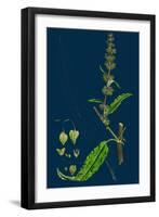 Crepis Paludosa; Marsh Hawk'S-Beard-null-Framed Giclee Print