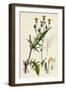 Crepis Setosa Bristly Hawk's-Beard-null-Framed Giclee Print