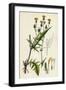 Crepis Setosa Bristly Hawk's-Beard-null-Framed Giclee Print