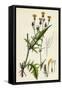 Crepis Setosa Bristly Hawk's-Beard-null-Framed Stretched Canvas