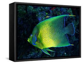 Crescent Angel Fish (Pomacanthus)-Andrea Ferrari-Framed Stretched Canvas